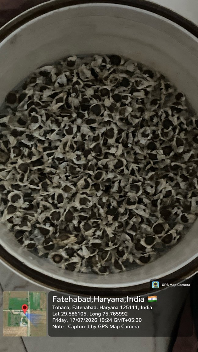 Moringa field trial