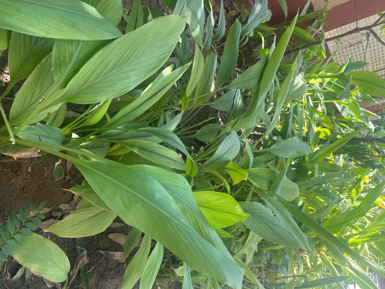 Turmeric progress