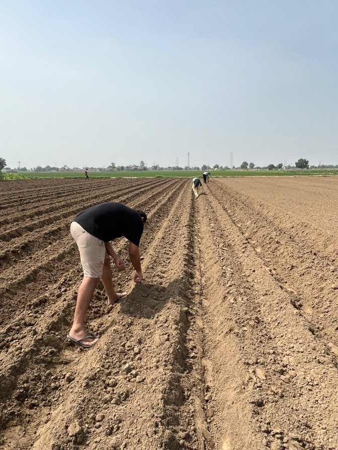 Moringa sowing