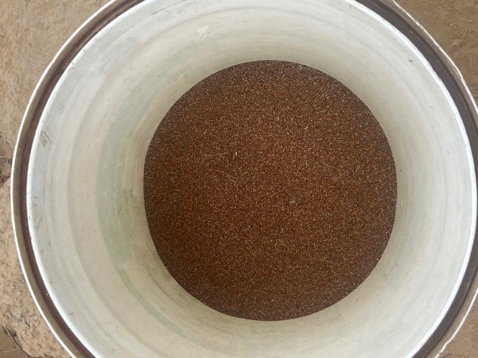 Teff field trial